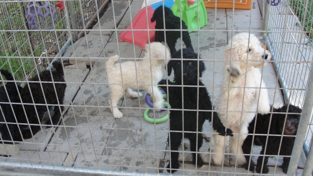 Picture of Tesla's and Toga's puppies, 9/4/2020.