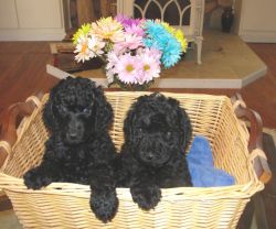 A couple of Magic's and Vega's happy puppies. Spring, 2011.