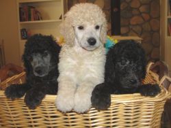 Some of Keepsake's and Romeo's Spring litter, 2011.