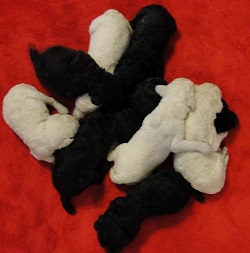 Bulay's and Cloud's puppies from the July 22nd litter on July 31th, 2014.