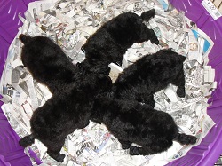 Five silver/blue puppies in a star formation around a feeding dishon January 25th, 2014.