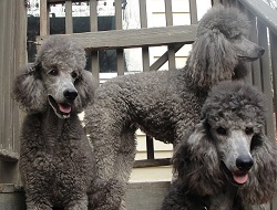 Bulay and his mother, Lacy on December 9th, 2012.