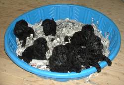 Kao's puppies, June, 2007.