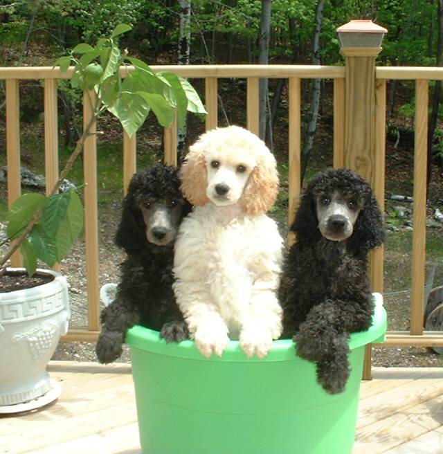 Spring 2007 Tub-O'-Pups.