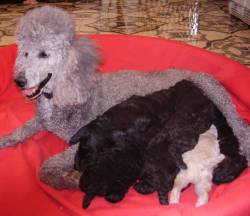 Tia and her puppies, Winter 2009.