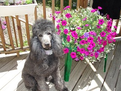 Terri, our beautiful, blue mother. Spring, 2011.