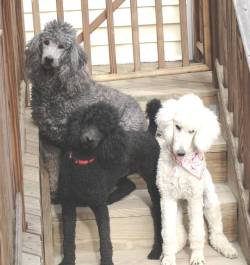 Keepsake, Magic, and Sugar-Pop enjoying our
fine Autumn weather, November, 2009.