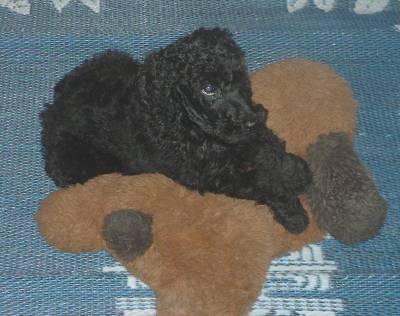 Picture of puppy from Madeira's and Calypso's litter